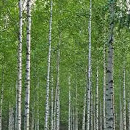 Kopinkallio 2 By Interhome Ferienhaus *