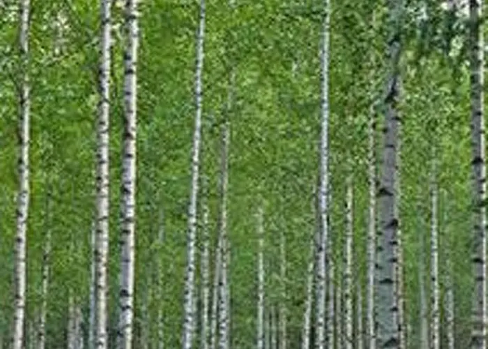 Kopinkallio 2 By Interhome * Patiala